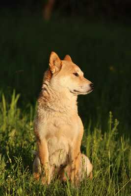 Tabi, Shiba Inu - Hündin