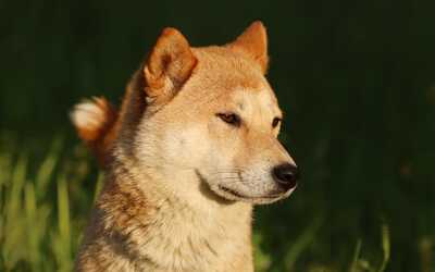 Tabi, Shiba Inu - Hündin