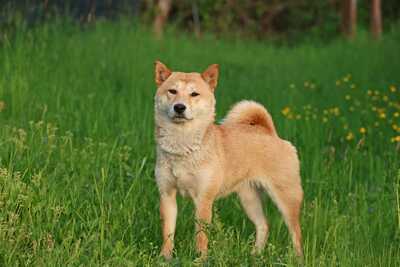 Tabi, Shiba Inu - Hündin