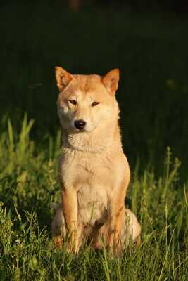 Tabi, Shiba Inu - Hündin