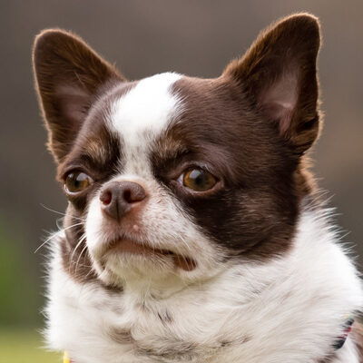 Tacci mit Salzi, Chihuahua - Rüde - Rüde