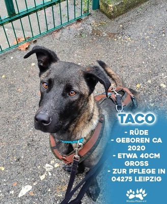 Taco (zur Pflege in 04275 Leipzig), Mischling - Rüde