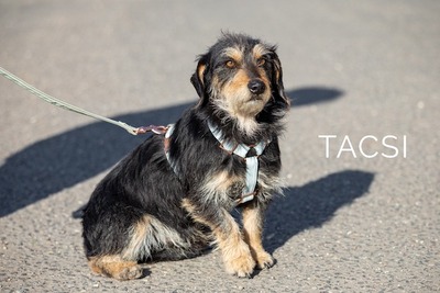 Tacsi - Kleiner Herzensmann, ca. 4 Jahre/36cm/12kg, Mischling - Rüde
