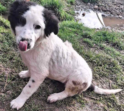 Taffy freut sich auf SIE