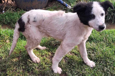 Taffy freut sich auf SIE, Mischling - Hündin