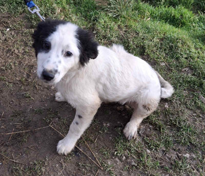 Taffy freut sich auf SIE, Mischling - Hündin