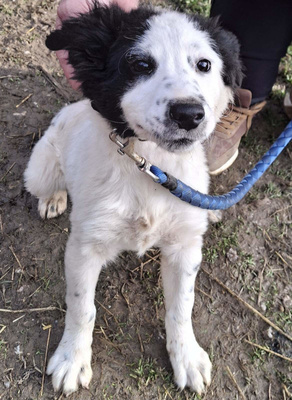 Taffy freut sich auf ein glückliches Leben, Mischling - Hündin