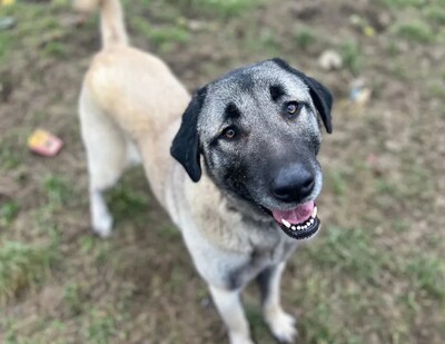 Tahina junger Anat. Hirtenhund sucht dringend ein Zuhause