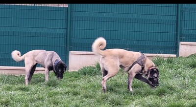Tahina junger Anat. Hirtenhund sucht dringend ein Zuhause, Anatolischer Hirtenhund - Hündin