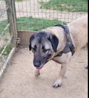 Tahina junger Anat. Hirtenhund sucht dringend ein Zuhause, Anatolischer Hirtenhund - Hündin