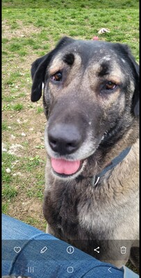 Tahina junger Anat. Hirtenhund sucht dringend ein Zuhause, Anatolischer Hirtenhund - Hündin