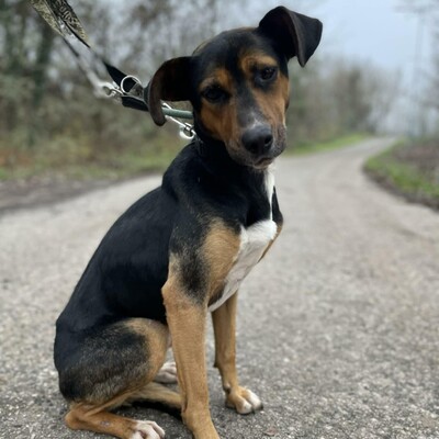 🌸Tahira ist ausgeglichen, ruhig und anspruchslos. Sie gewöhnt sich schnell an alles 🌺