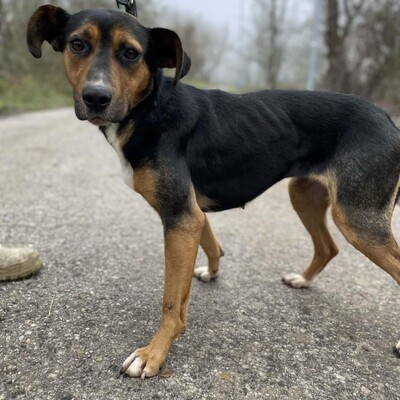 🌸Tahira ist ausgeglichen, ruhig und anspruchslos. Sie gewöhnt sich schnell an alles 🌺, Mischlingshündin - Hündin