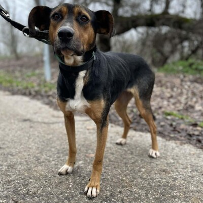 🌸Tahira ist ausgeglichen, ruhig und anspruchslos. Sie gewöhnt sich schnell an alles 🌺, Mischlingshündin - Hündin