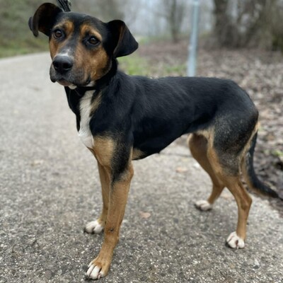 🌸Tahira ist ausgeglichen, ruhig und anspruchslos. Sie gewöhnt sich schnell an alles 🌺, Mischlingshündin - Hündin