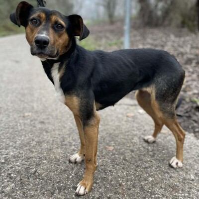 🌸Tahira ist ausgeglichen, ruhig und anspruchslos. Sie gewöhnt sich schnell an alles 🌺, Mischlingshündin - Hündin