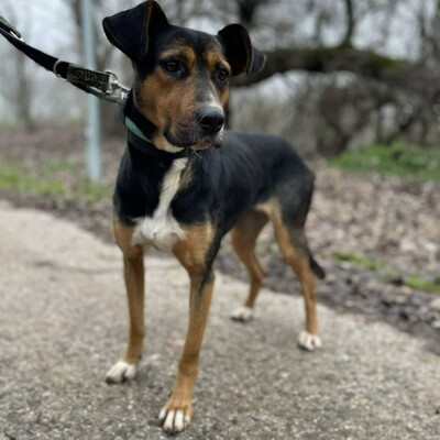 🌸Tahira ist ausgeglichen, ruhig und anspruchslos. Sie gewöhnt sich schnell an alles 🌺, Mischlingshündin - Hündin