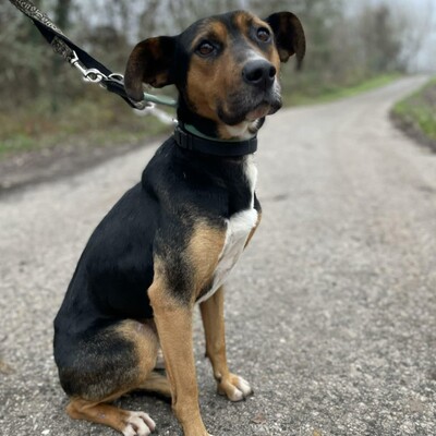 🌸Tahira ist ausgeglichen, ruhig und anspruchslos. Sie gewöhnt sich schnell an alles 🌺, Mischlingshündin - Hündin