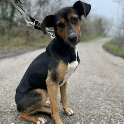 🌸Tahira ist ausgeglichen, ruhig und anspruchslos. Sie gewöhnt sich schnell an alles 🌺, Mischlingshündin - Hündin