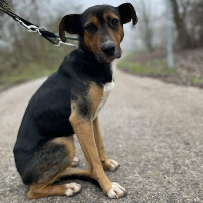 🌸Tahira ist ausgeglichen, ruhig und anspruchslos. Sie gewöhnt sich schnell an alles 🌺, Mischlingshündin - Hündin