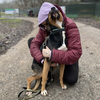 🌸Tahira ist ausgeglichen, ruhig und anspruchslos. Sie gewöhnt sich schnell an alles 🌺, Mischlingshündin - Hündin