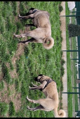 Taihina junge Anat. Hirtenhund sucht geeignetes Zuhause, Anatolischer Hirtenhund - Hündin