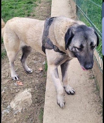 Taihina junge Anatolischer Hirtenhund sucht ihr Zuhause, Anatolischer Hirtenhund - Hündin