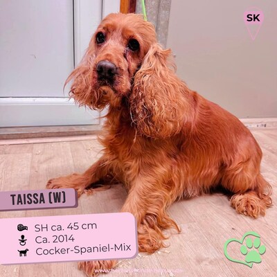 😍 Taissa und Ellarose - neugierig und kuschelbedürftig, Cocker-Spaniel-Mix - Hündin