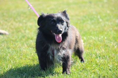 Tajna, Mischling - Hündin