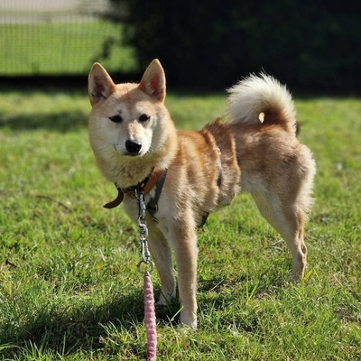 Takara, Shiba Inu Mix - Hündin