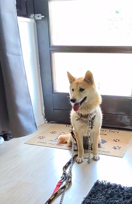 Takara, Shiba Inu Mix - Hündin