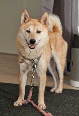 Takara, Shiba Inu Mix - Hündin