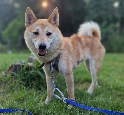 Takara, Shiba Inu Mix - Hündin