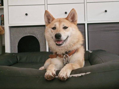 Takara, Shiba Inu Mix - Hündin
