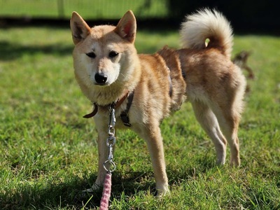 Takara, Shiba Inu Mix - Hündin