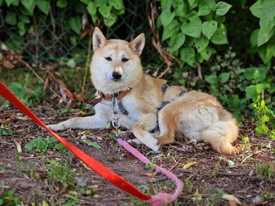 Takara, Shiba Inu Mix - Hündin