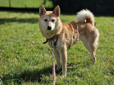 Takara, Shiba Inu Mix - Hündin