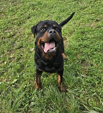 Tako junger Rottweiler Rüde sucht sein Zuhause, Rottweiler - Rüde