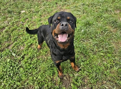 Tako junger Rottweiler Rüde sucht sein Zuhause, Rottweiler - Rüde