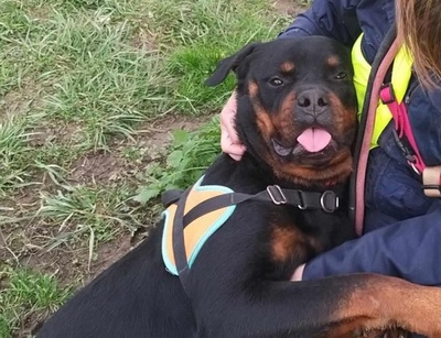 Tako junger Rottweiler Rüde sucht sein Zuhause, Rottweiler - Rüde