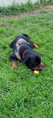 Tako junger Rottweiler Rüde sucht sein Zuhause, Rottweiler - Rüde