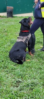 Tako junger Rottweiler Rüde sucht sein Zuhause, Rottweiler - Rüde