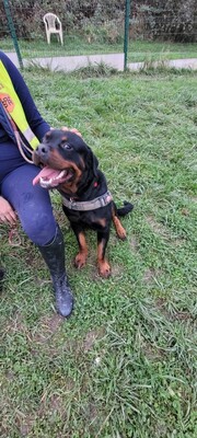 Tako junger Rottweiler Rüde sucht sein Zuhause, Rottweiler - Rüde