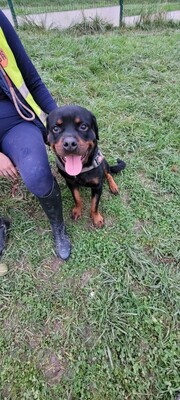 Tako junger Rottweiler Rüde sucht sein Zuhause, Rottweiler - Rüde