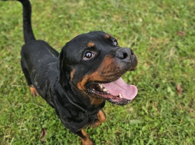 Tako junger Rottweiler Rüde sucht sein Zuhause, Rottweiler - Rüde