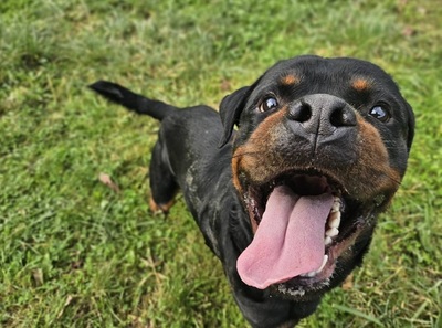 Tako junger Rottweiler Rüde sucht sein Zuhause, Rottweiler - Rüde