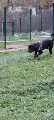 Tako junger Rottweiler Rüde sucht sein Zuhuase, Rottweiler - Rüde