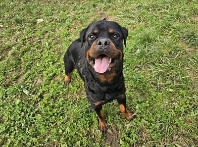 Tako junger Rottweiler Rüde sucht sein Zuhuase, Rottweiler - Rüde