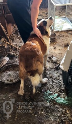 Takoda, noch in der Slowakei (NB) - liebt alle Menschen, Bernhardiner/Labrador-Mix - Hündin