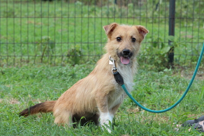 Talia, Mischling Welpen - Hündin